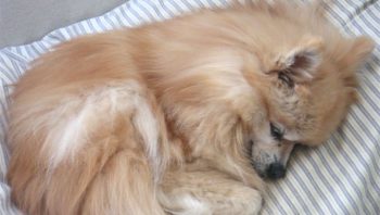 PetWireDaily — 8 Ways To Help Your Pomeranian Stop Scratching