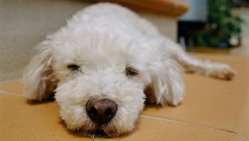 PetWireDaily — 8 Ways To Help Your Poodle Stop Scratching