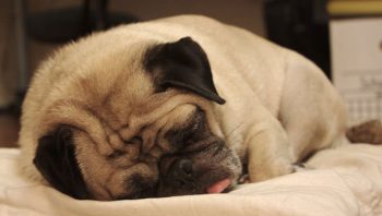 PetWireDaily — 8 Ways To Help Your Pug Stop Scratching