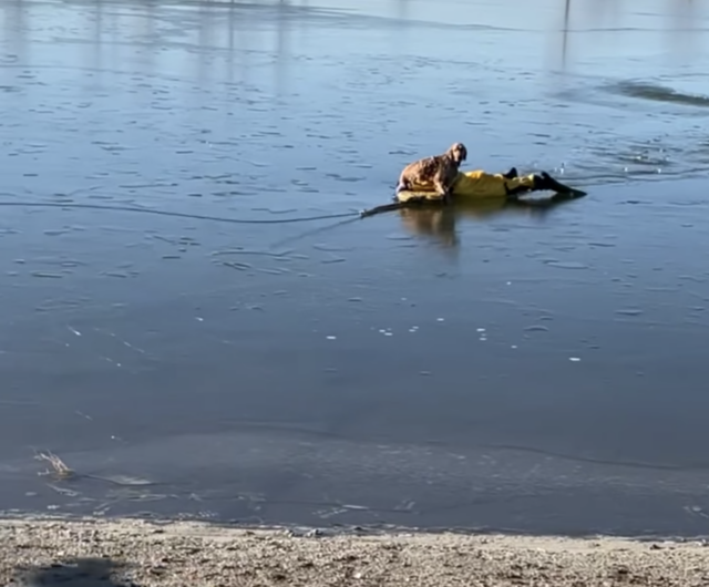 Pulling dog to shore