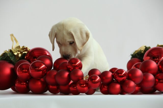 Puppy sniffing Christmas ornaments