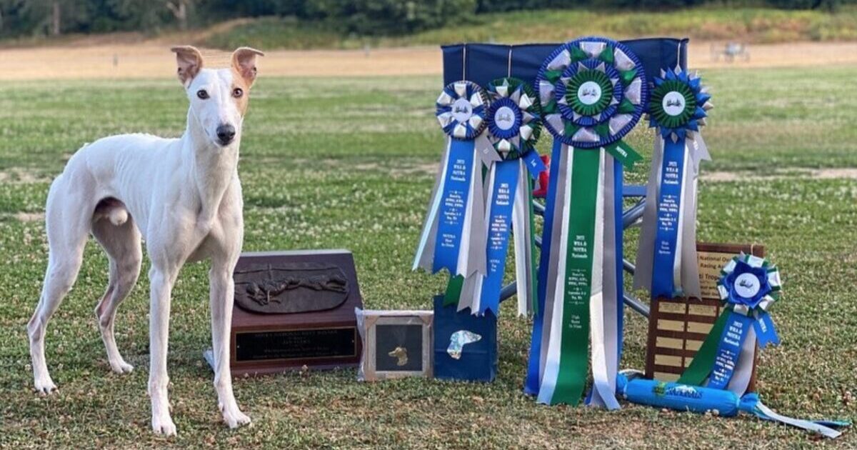 Reas The Whippet Breaks Records To Become 