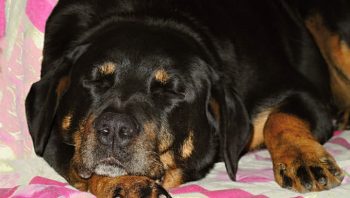 PetWireDaily — 8 Ways To Help Your Rottweiler Stop Scratching