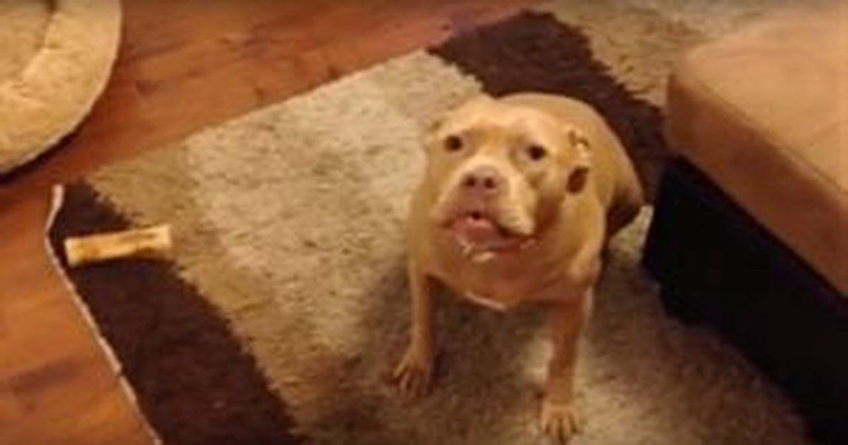 Pit Bull Doesn’t Like Her Dad Coming Residence Late, Offers Him An Earful