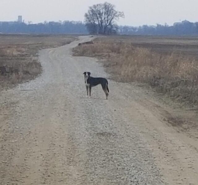 Runaway dog spotted