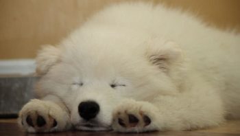 PetWireDaily — 8 Ways To Help Your Samoyed Stop Scratching