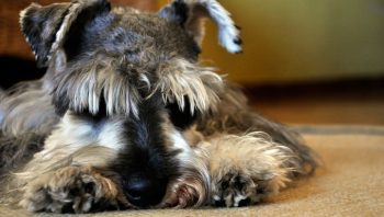 PetWireDaily — 8 Ways To Help Your Schnauzer Stop Scratching