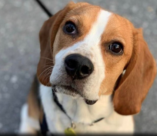 Milo the Beagle