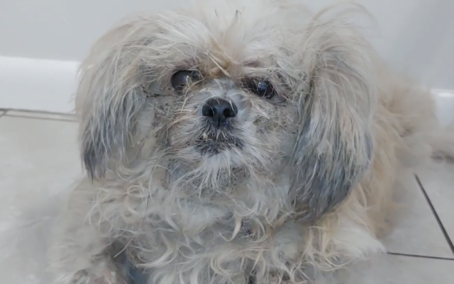 Severely matted Shih Tzu