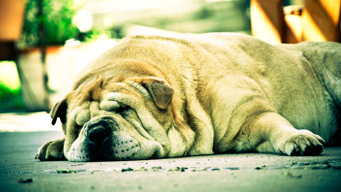 8 Ways To Help Your Shar Pei Stop Scratching