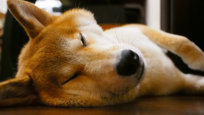 8 Ways To Help Your Shiba Inu Stop Scratching