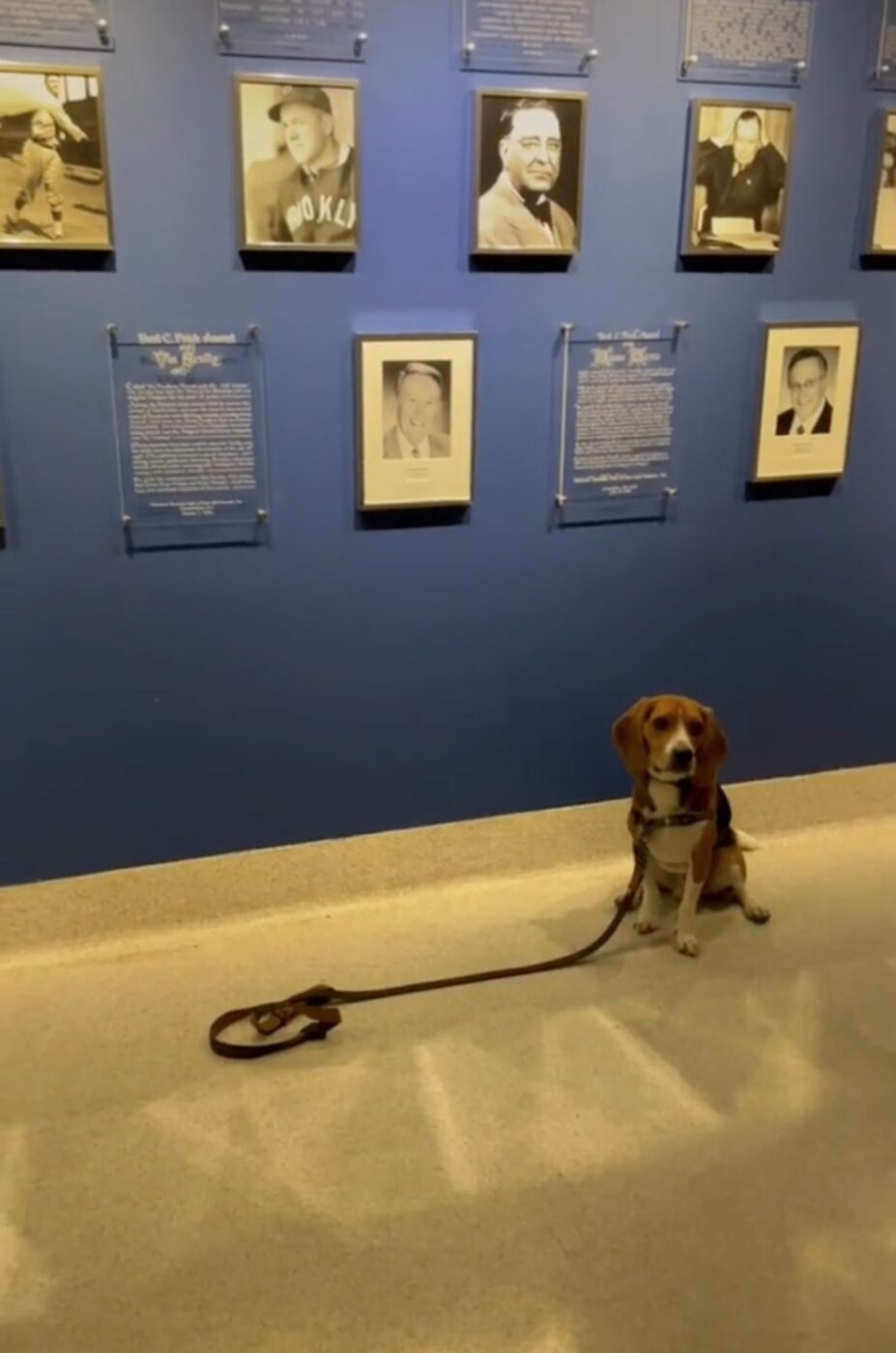 Photos: Dodgers invite TikTok dog Toby for VIP experience