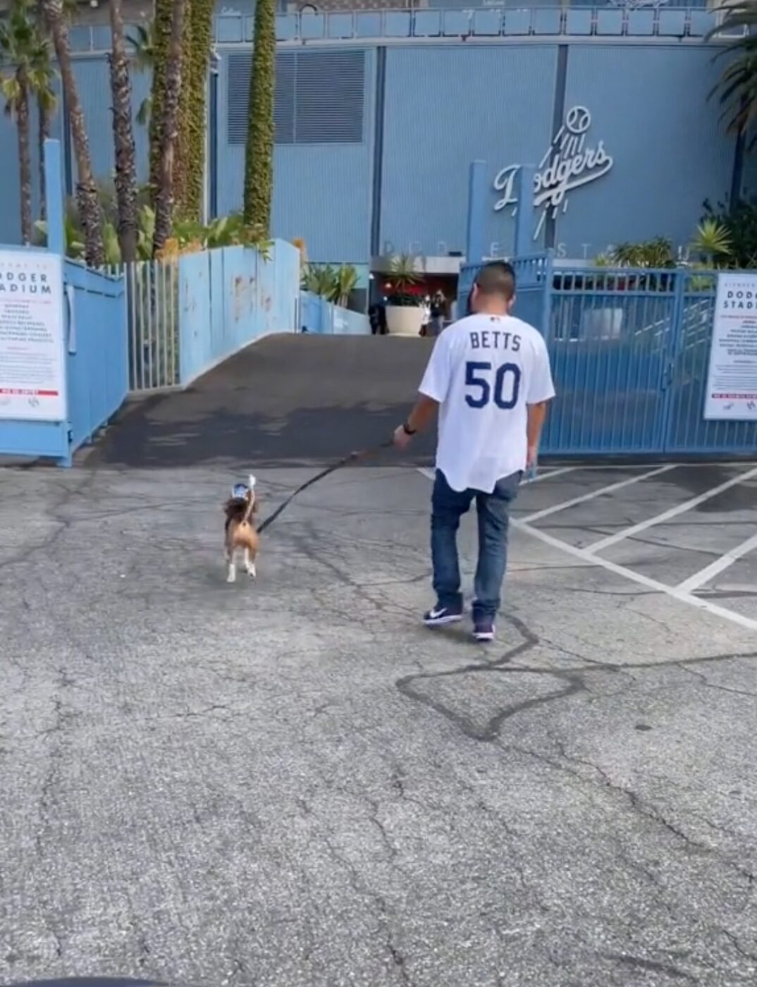 Photos: Dodgers invite TikTok dog Toby for VIP experience