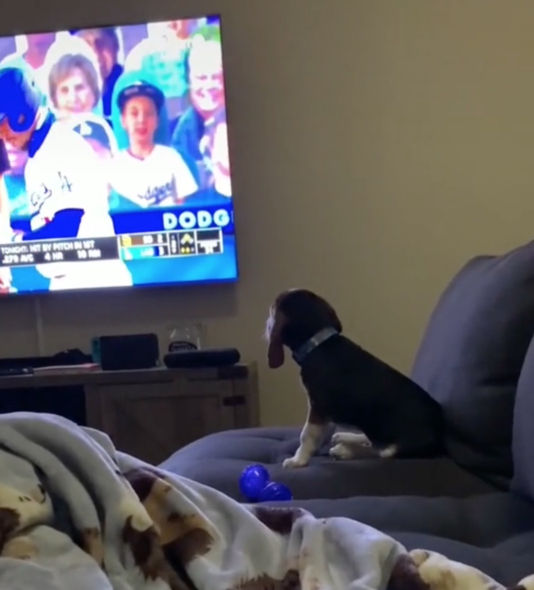 Photos: Dodgers invite TikTok dog Toby for VIP experience