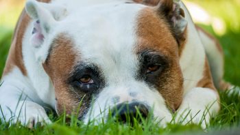 PetWireDaily — 8 Ways To Help Your American Staffordshire Terrier Stop Scratching