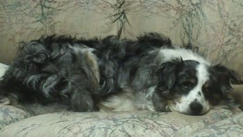 PetWireDaily — 8 Ways To Help Your Australian Shepherd Stop Scratching