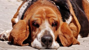 PetWireDaily — 8 Ways To Help Your Beagle Stop Scratching