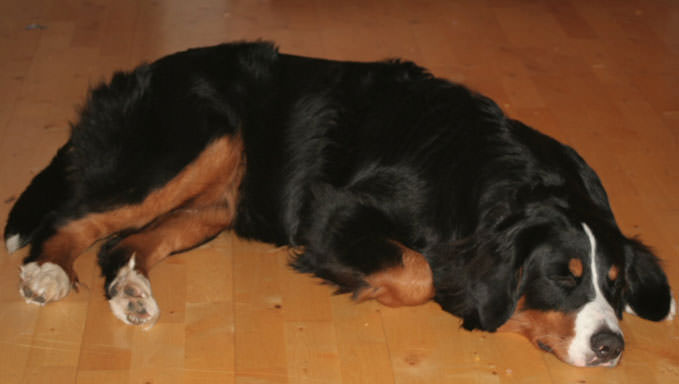 8 Ways To Help Your Bernese Mountain Stop Scratching