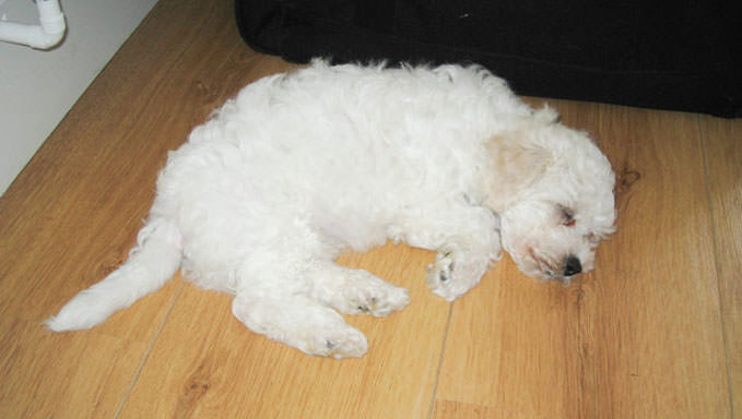 Bichon frise skin shops warts treatment