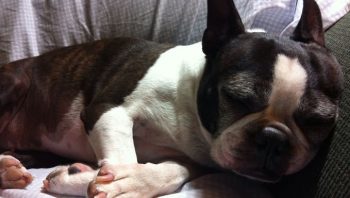PetWireDaily — 8 Ways To Help Your Boston Terrier Stop Scratching