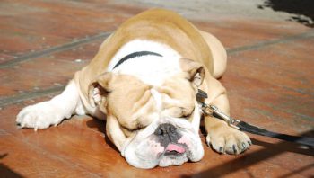 PetWireDaily — 8 Ways To Help Your Bulldog Stop Scratching