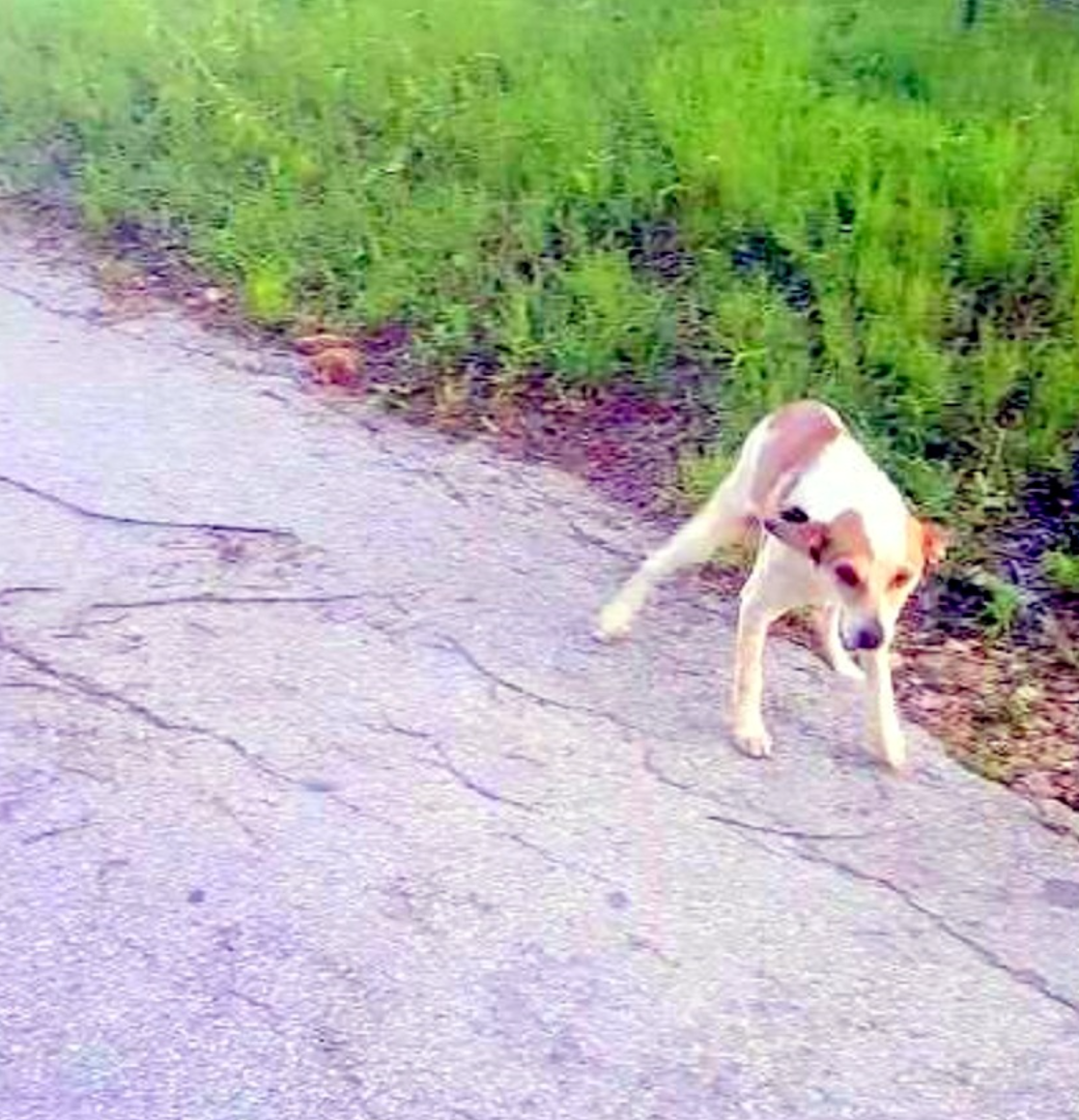 Abandoned Dog Crying On Side of The Road Just Wants To Kiss Her Rescuer ...
