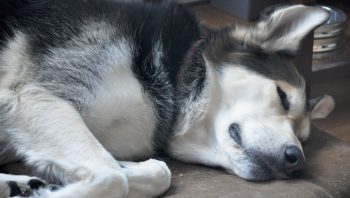 PetWireDaily — 8 Ways To Help Your Husky Stop Scratching