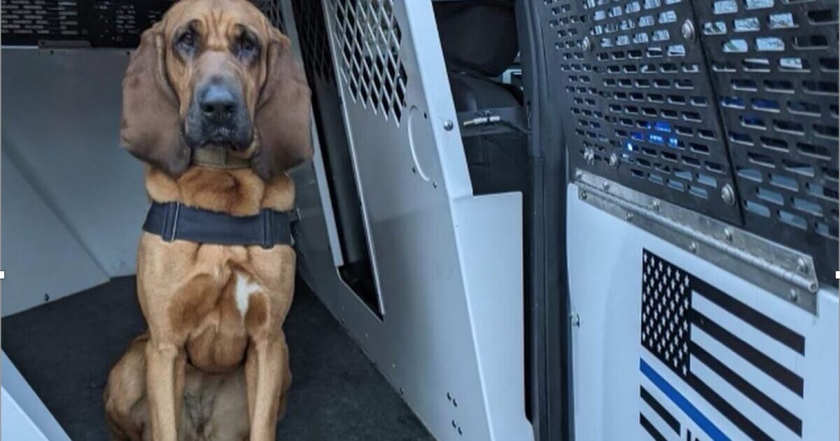 Bloodhound Picks Up Missing Child's Scent From Over 1.5 Miles Away