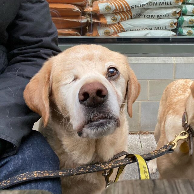 Adorable One-Eyed Labrador Retriever