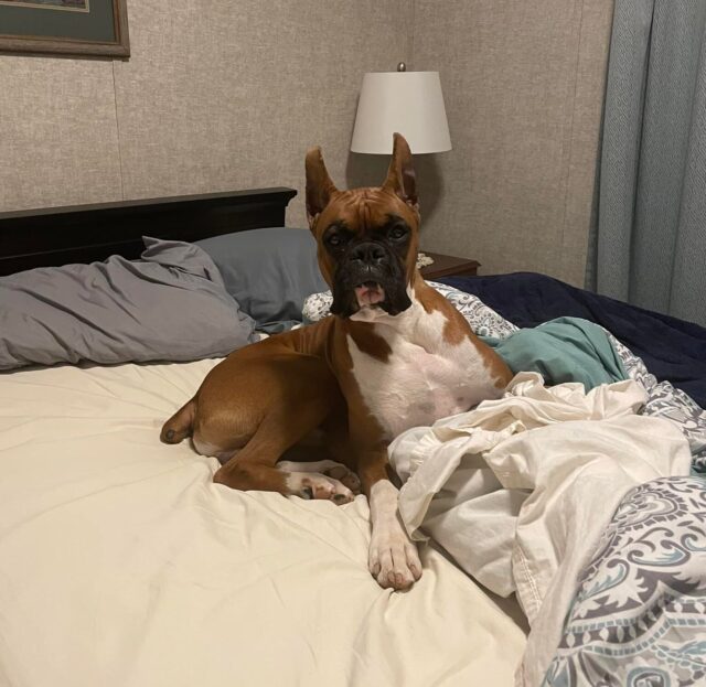 Boxer laying on bed