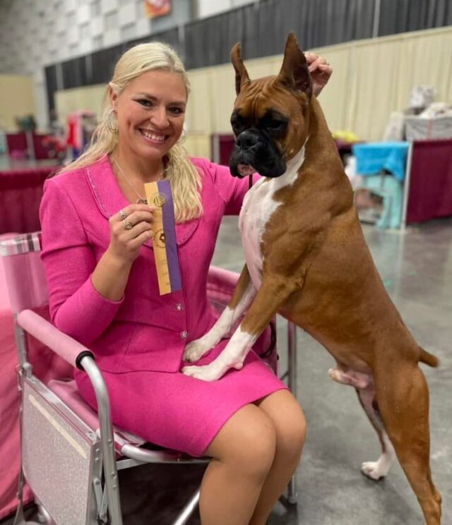 Boxer wins dog show ribbon