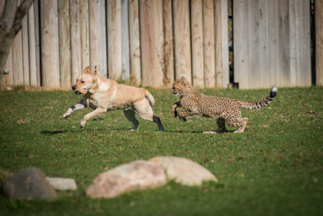 Cheetah cub chasing dog