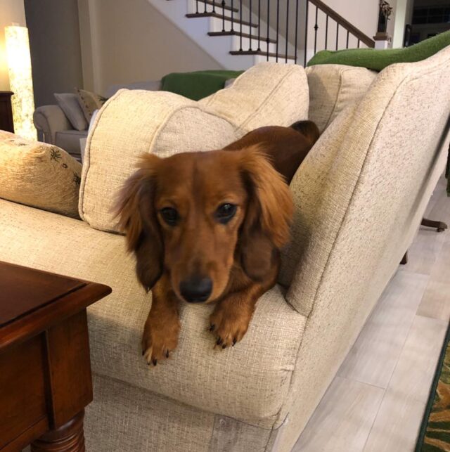 Dachshund is resting on the couch