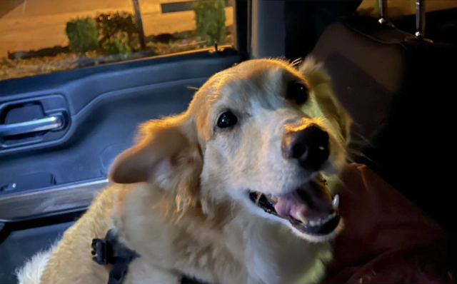 Disabled dog in car