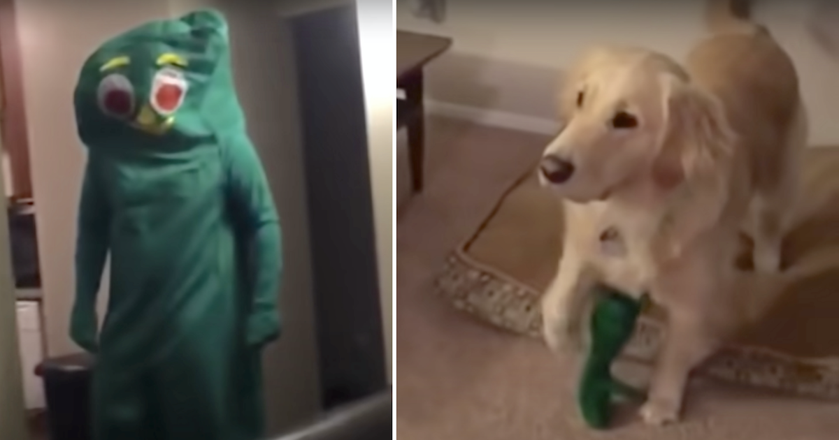 Dog meets Gumby