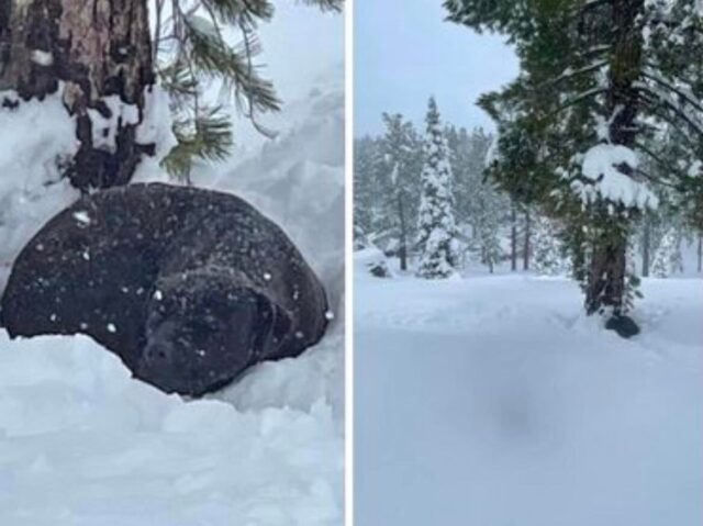 Dog found on snowy mountain