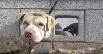 Dog with head stuck in wall
