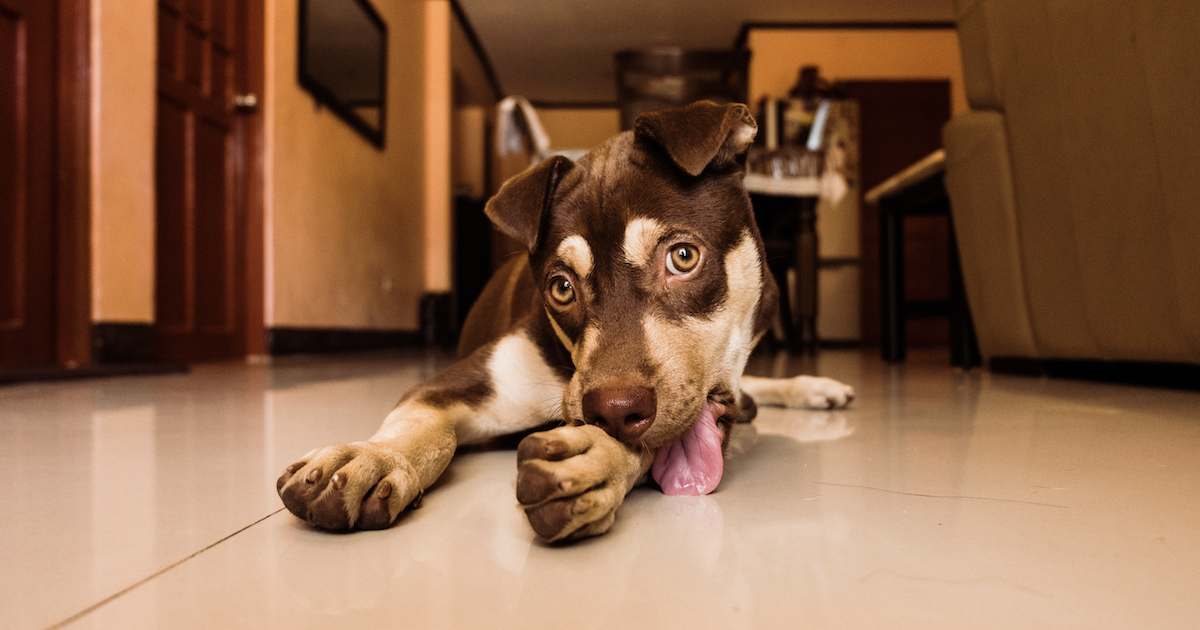 Floppy-eared dog licking paws