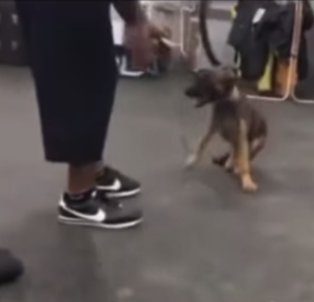 Dog limping during training