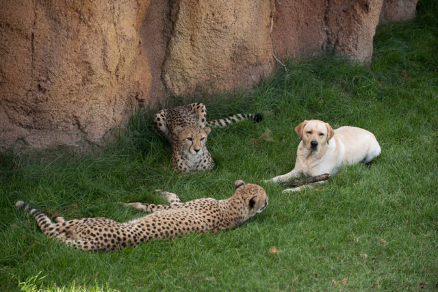 Dog relaxing with cheetahs