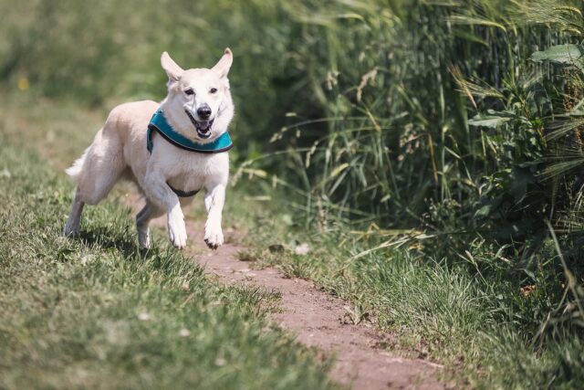 Dog running on trail