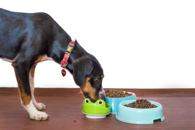 Dog with three kibble bowls