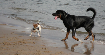 Dogs on Beach