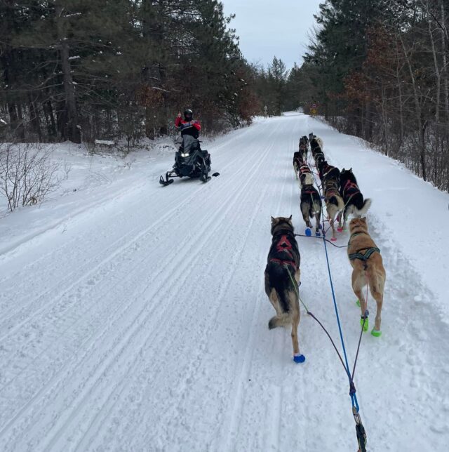 Dogs in sled team