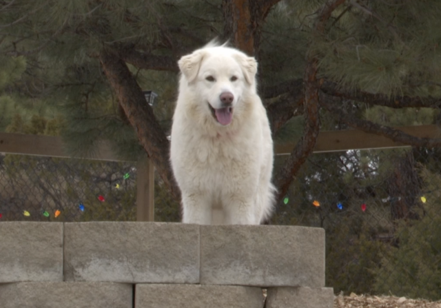 Great Pyrenees playing outside