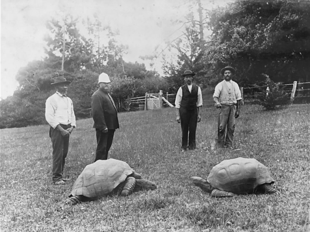 Historical photo of Jonathan the tortoise