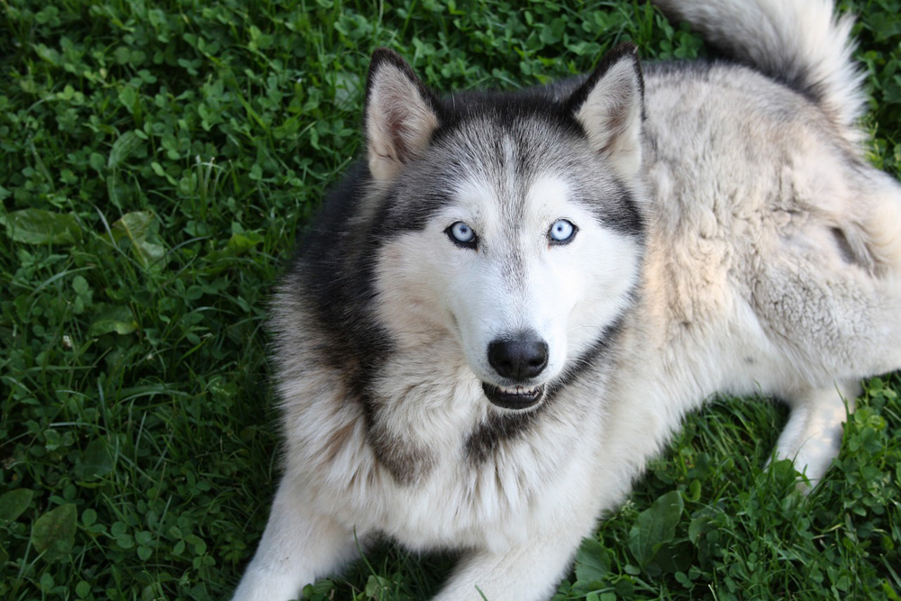 7 Sure-Fire Ways to Calm Your Husky’s Anxiety