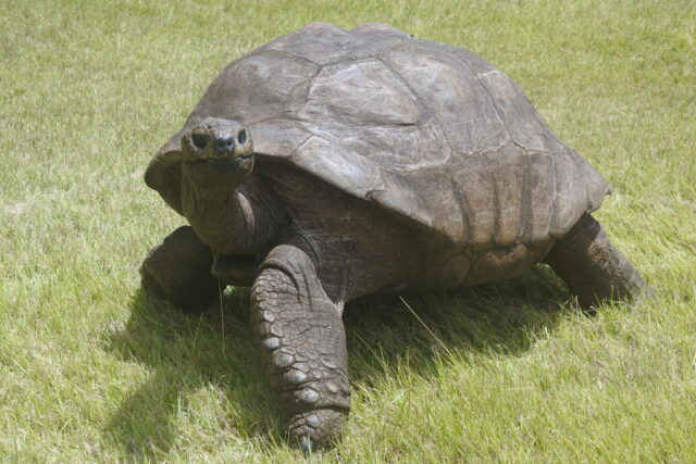 Jonathan the oldest tortoise