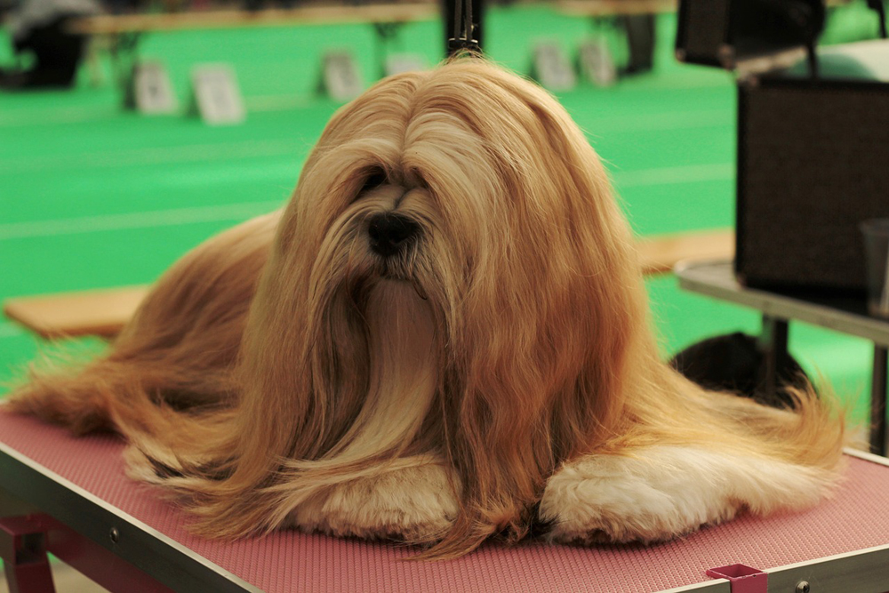 7 Sure-Fire Ways to Calm Your Lhasa Apso's Anxiety