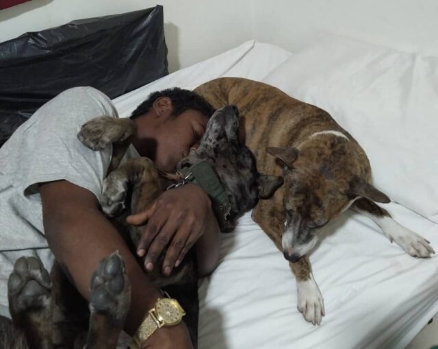 Man relaxing with his dogs
